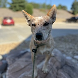 Tinker