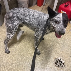 IVHS-Stray-141457