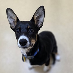 Elvis