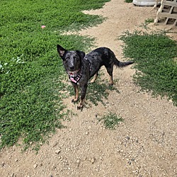 Roxy