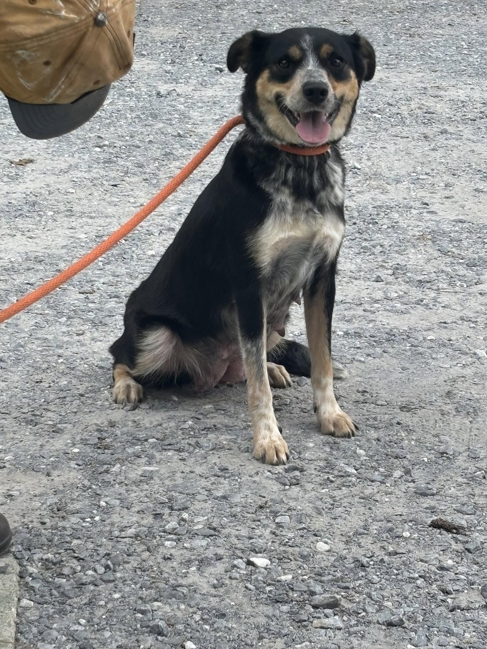 Rosie: at the shelter
