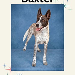 Baxter