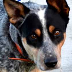 Max