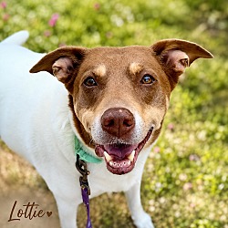 Lottie 7 years (AVAILABLE Sep 2)