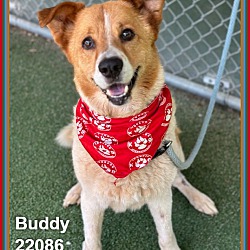 Buddy