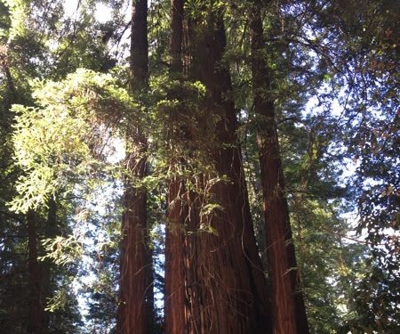 redwoods at 1440multiversity