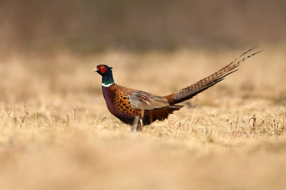 Tips for Hunting Pheasants