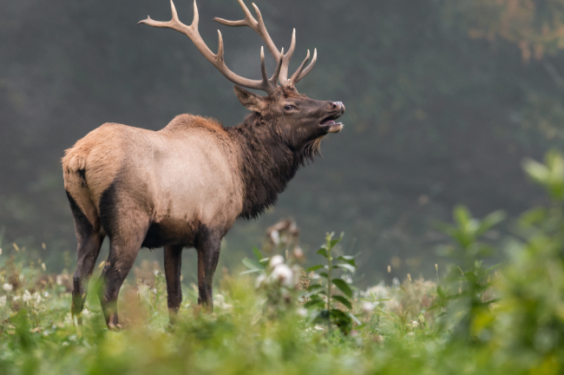 The Ultimate Guide to Big Game Elk Hunting
