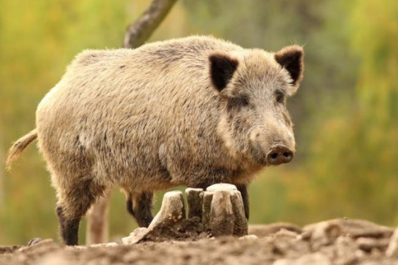 Hog Hunting in Texas