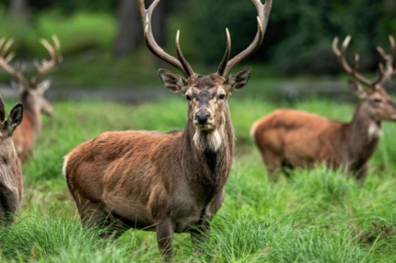 How to Set Up Deer Food Plots