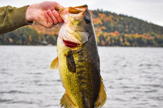 Largemouth vs Smallmouth Bass
