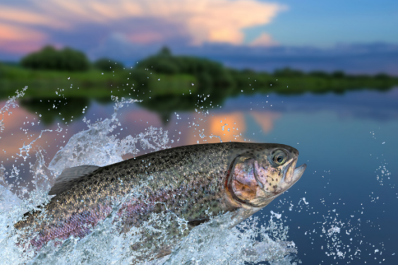 Best U.S. Destinations for Rainbow Trout Fishing