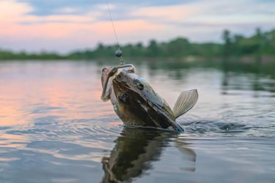 Best Summer Fishing Trips for Trophy Bass, Pike, and Walleye