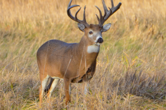 Ultimate Guide to Texas Deer Hunting