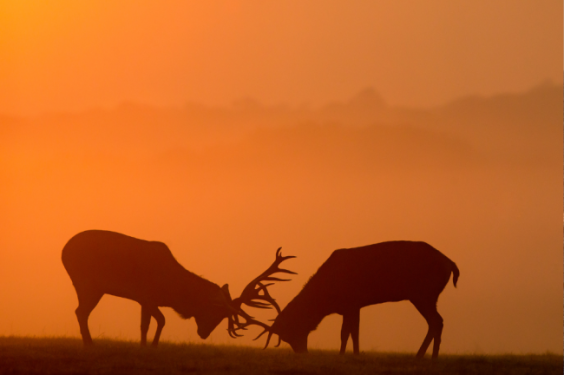Top Hunting Destinations Worldwide