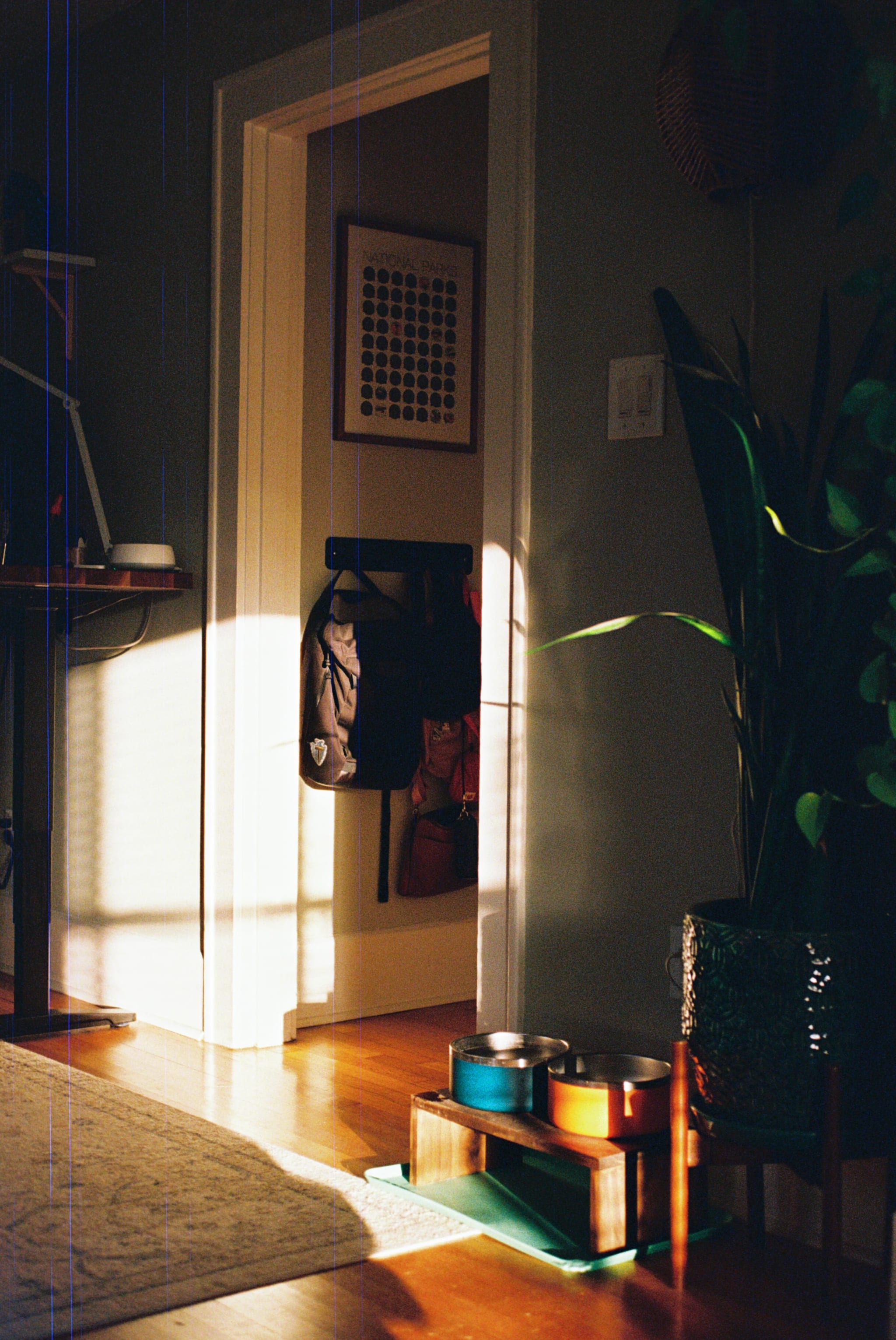 Low afternoon sunlight rakes across a hardwood floor and through an open doorway, with bags hanging on a wall hook, a framed poster, a large houseplant, and raised dog bowls on a wooden stand.