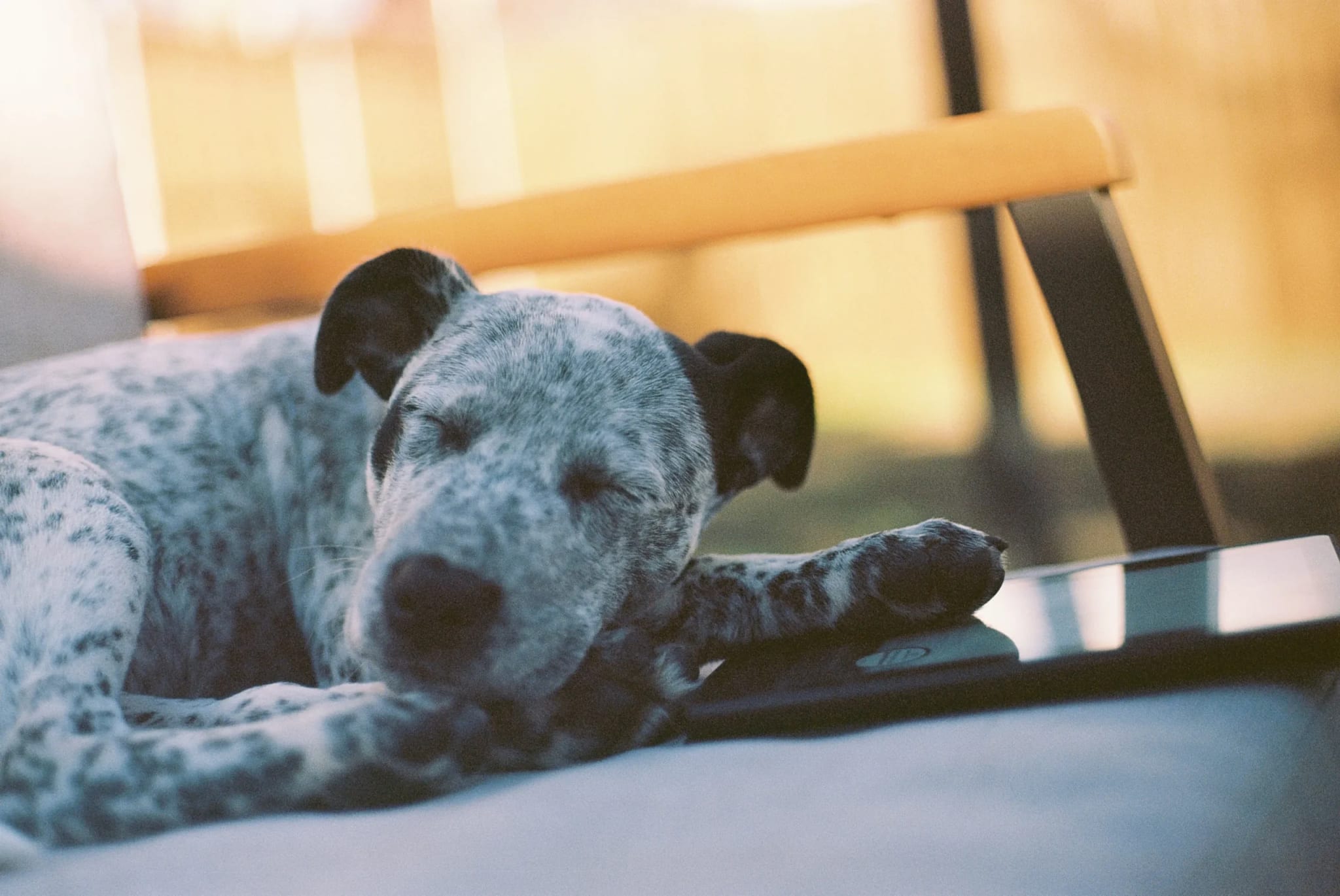 A blue heeler puppy with gray and black spots sleeps with its head resting on its paw in warm, golden light.