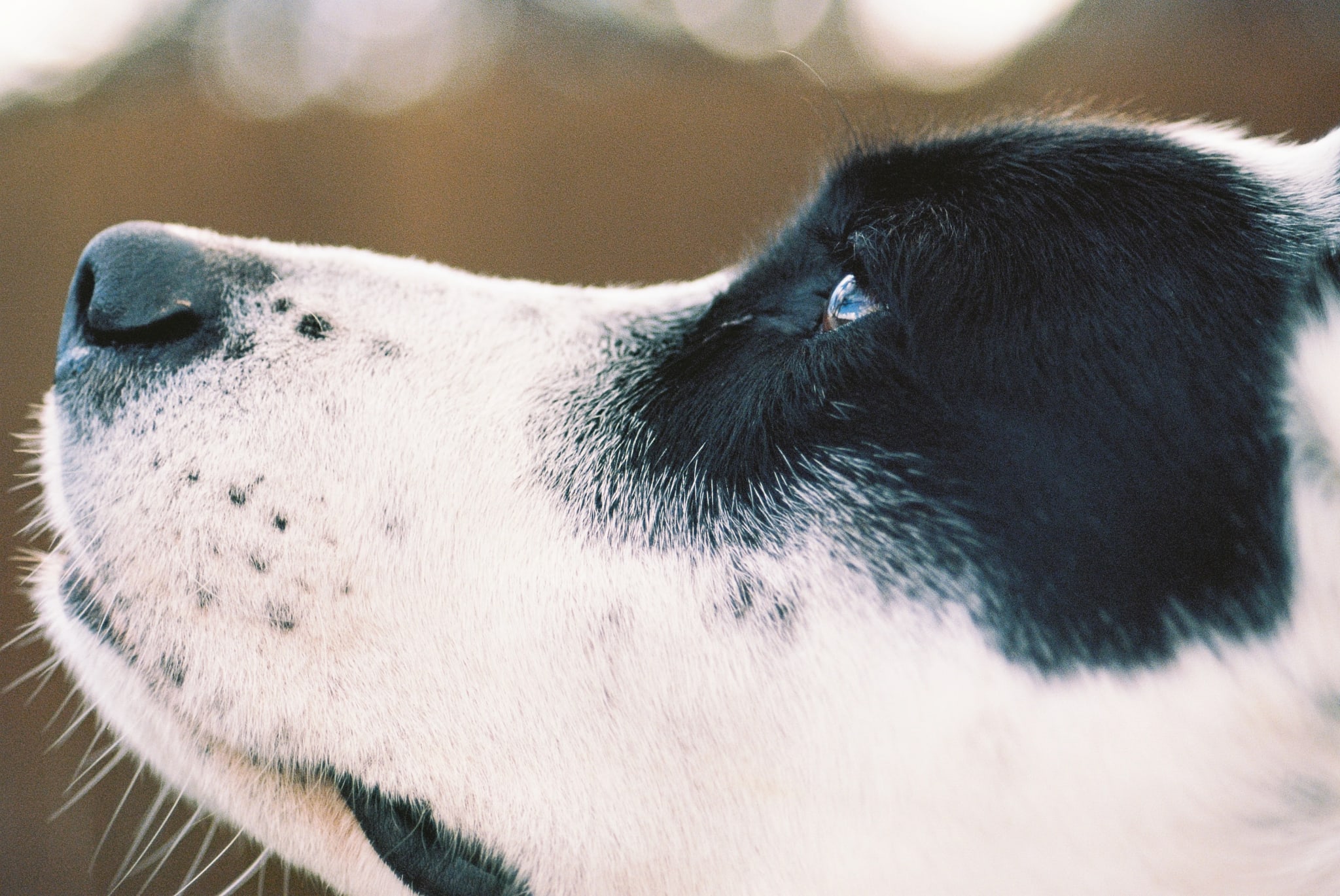 Close-up side profile of a black and white dog's head, featuring textured fur, a striking blue eye, and dark snout against a blurred background.