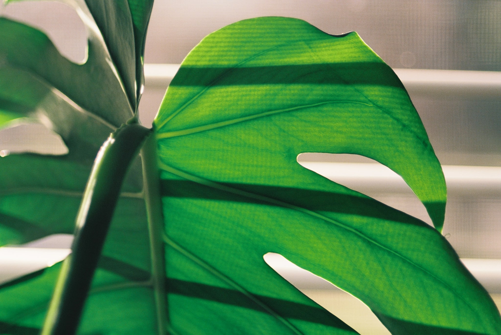 Close-up of a vibrant green Monstera leaf, backlit to reveal horizontal shadow stripes and visible veins.