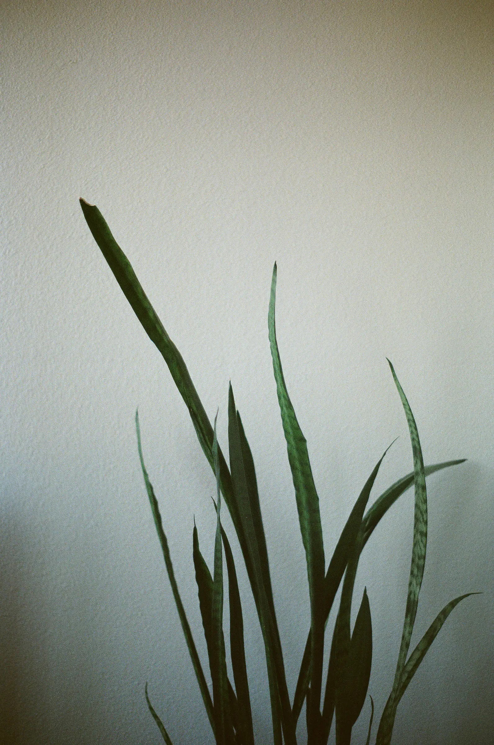 Snake plant leaves against a textured wall.