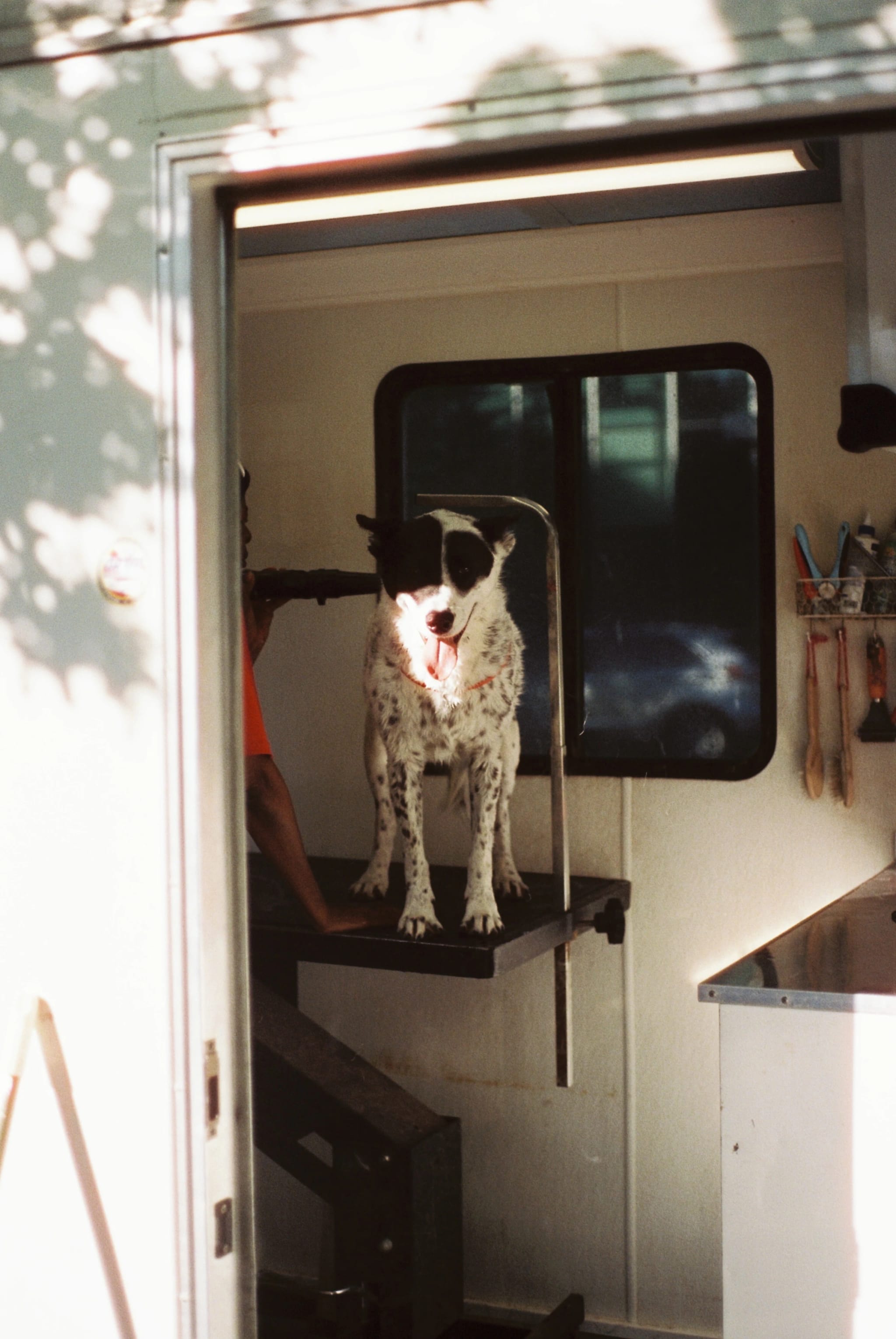 Black and white dog stands on a grooming table inside a mobile unit, panting with tongue out, lit by dappled sunlight.