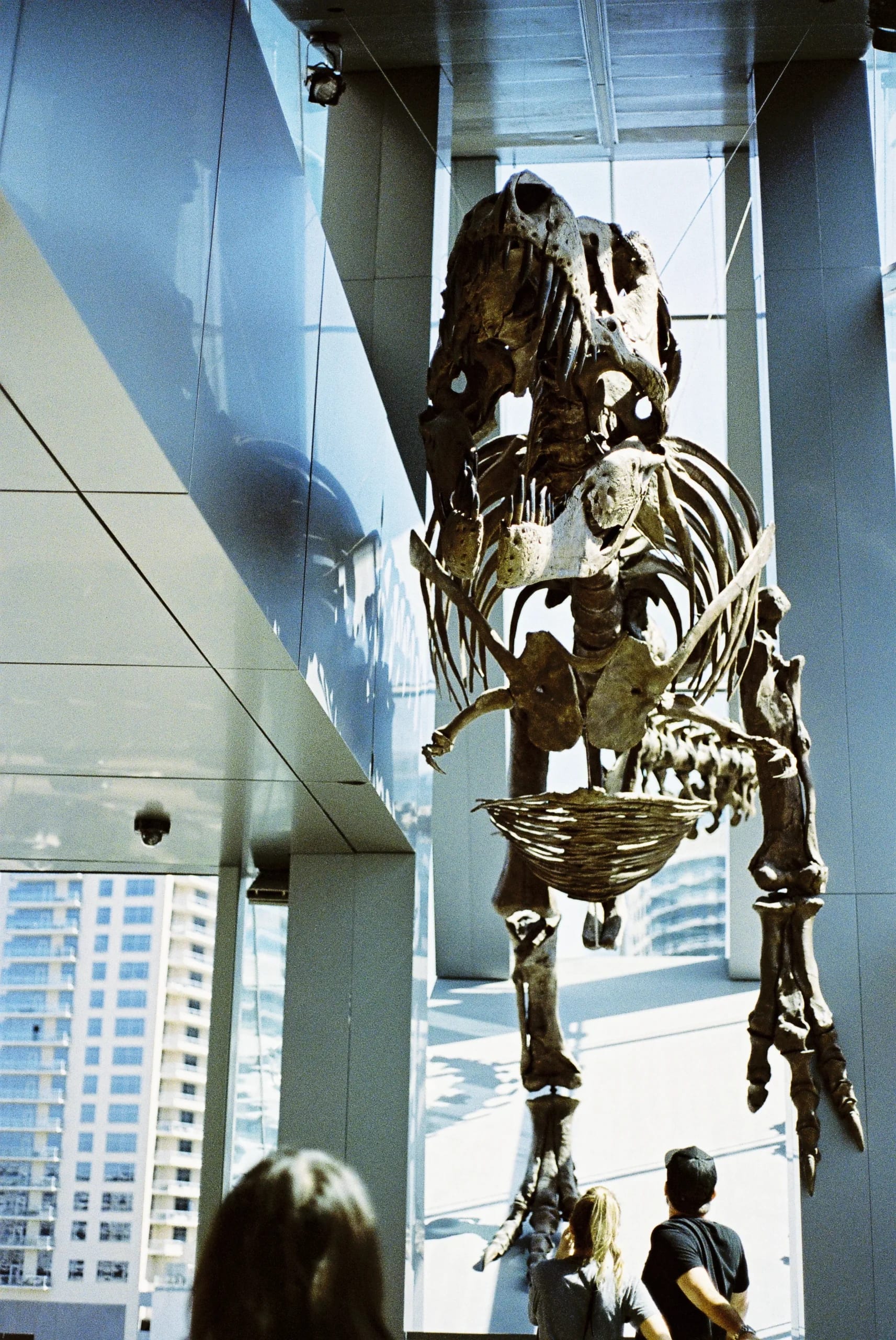 T-Rex skeleton suspended in a modern museum, with a city skyline visible through large windows and two visitors below.