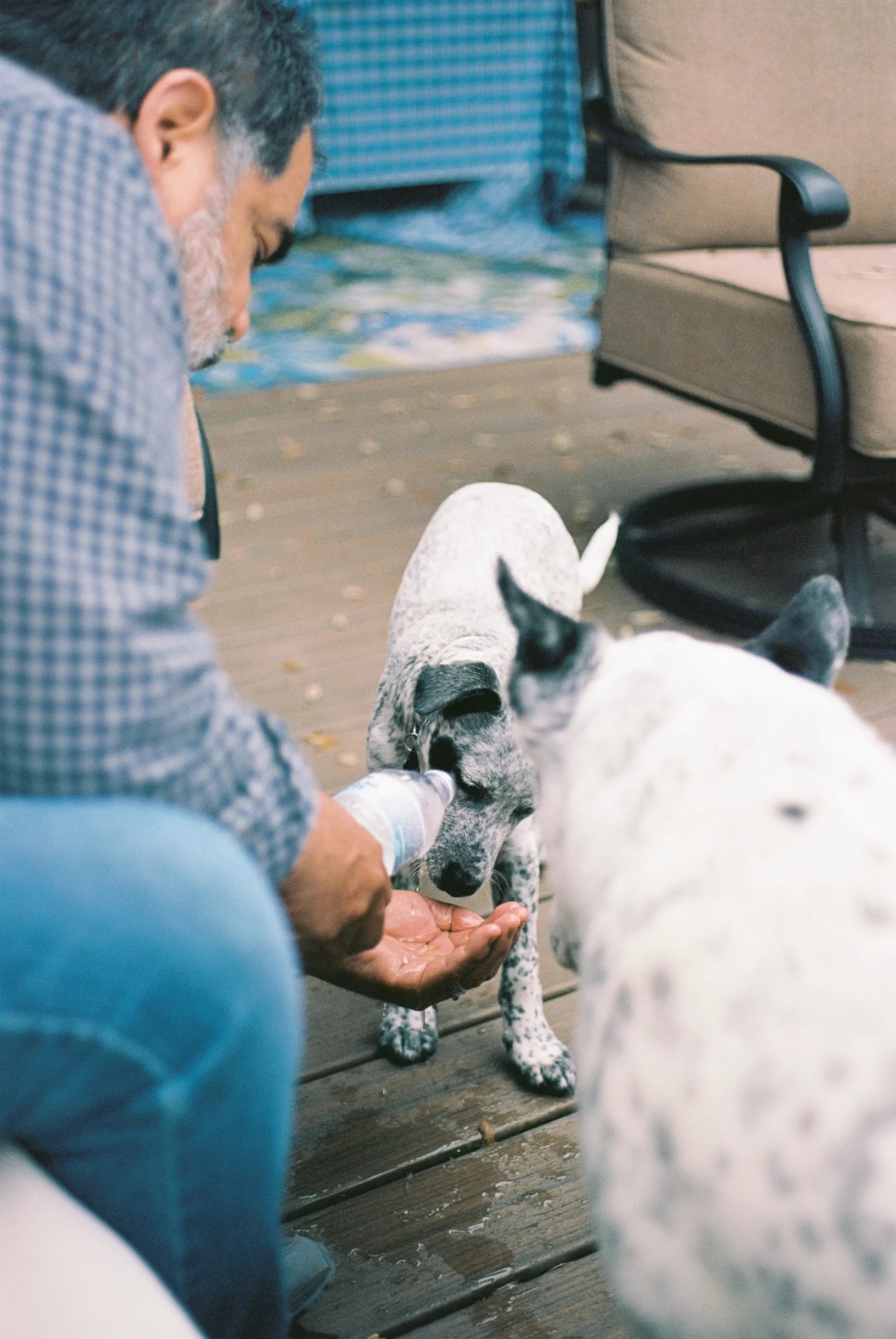 Man on a wooden deck pours water from a bottle into his cupped hand for a spotted dog, another dog visible in the foreground.