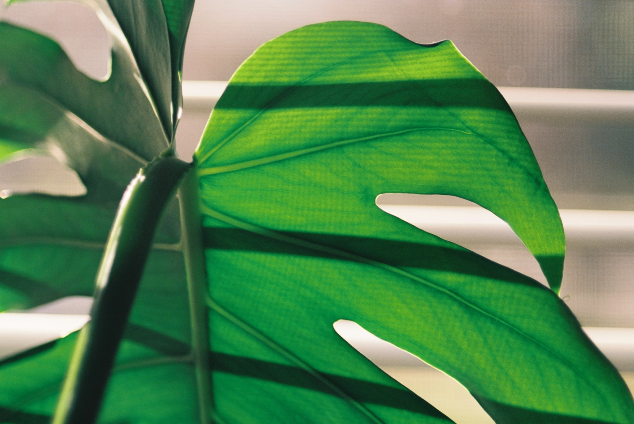 Close-up of a vibrant green Monstera leaf, backlit to reveal horizontal shadow stripes and visible veins.