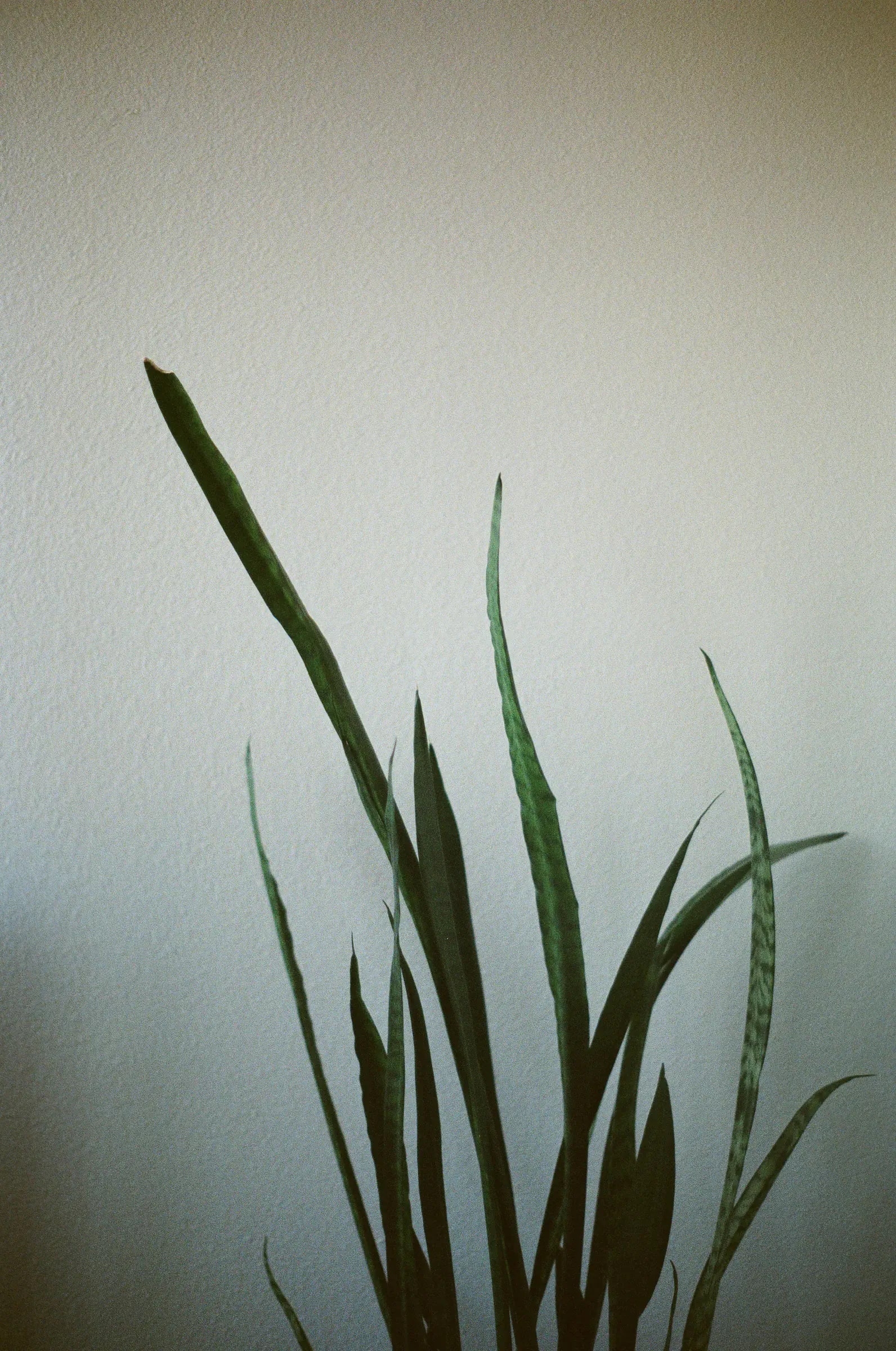 Snake plant leaves against a textured wall.
