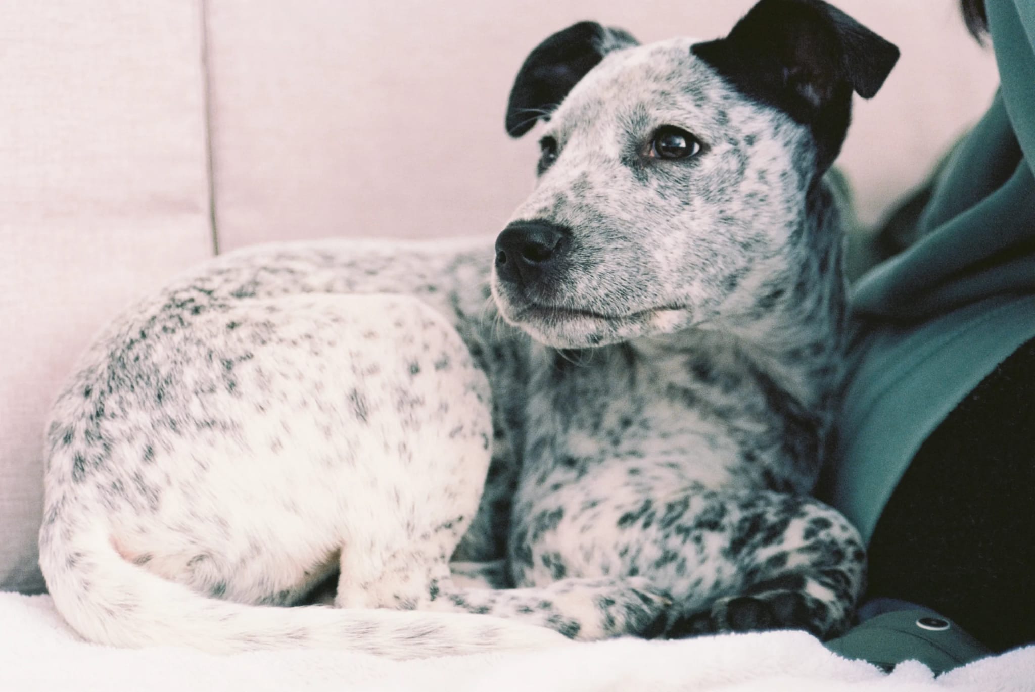 Spotted black and white dog with dark ears curled up on a light blanket, gazing to the right.