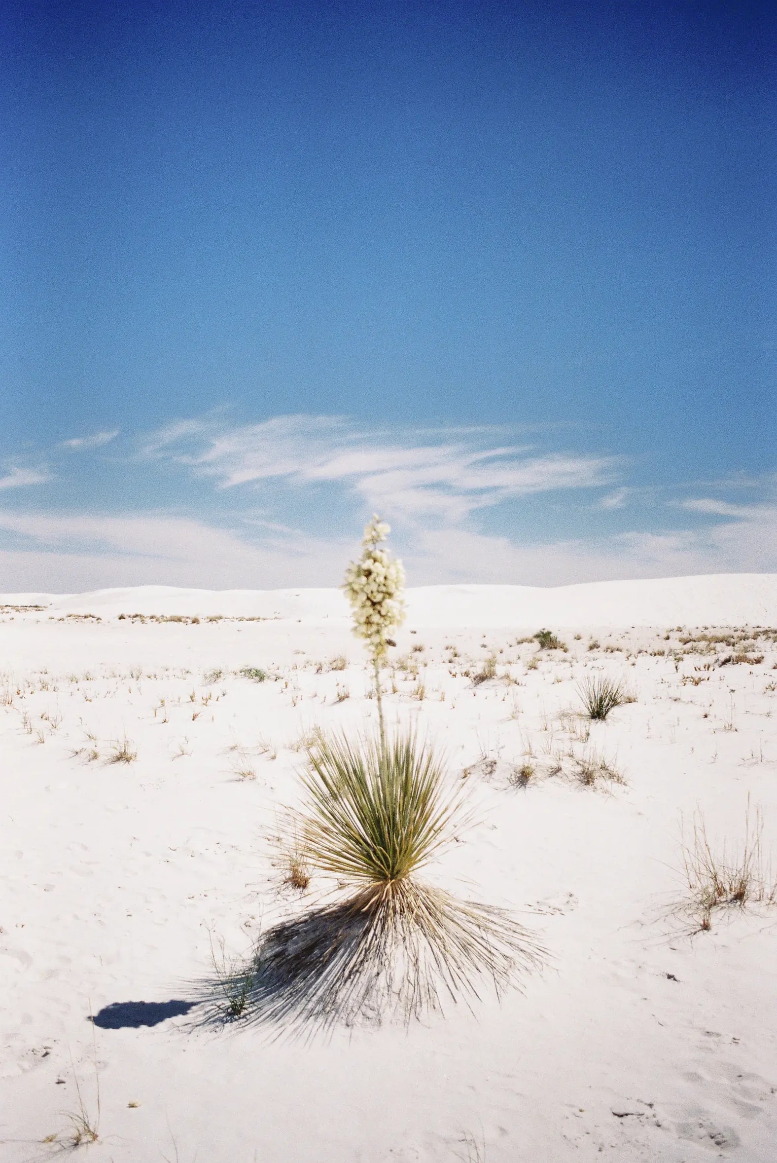 Yucca with white flower spike rising from white gypsum dunes under blue sky.