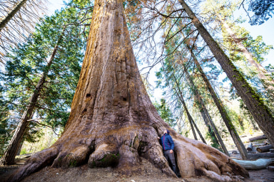 Bäume sind die ältesten Lebewesen