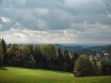 Wald in Österreich