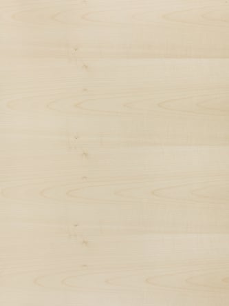 Europäischer Ahorn Natur