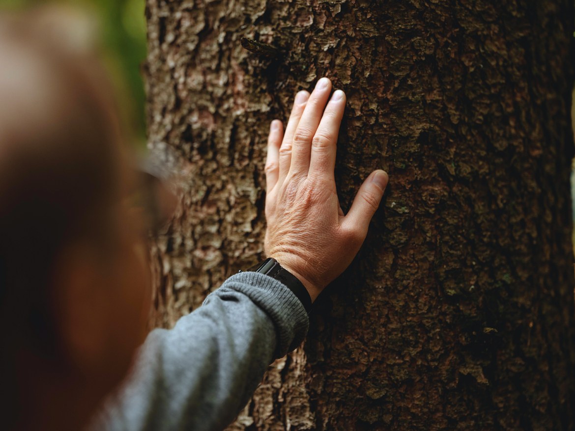 Hand auf Baum