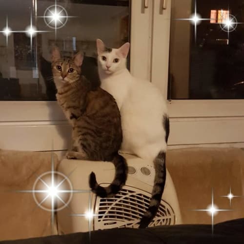 KitCat's avatar'