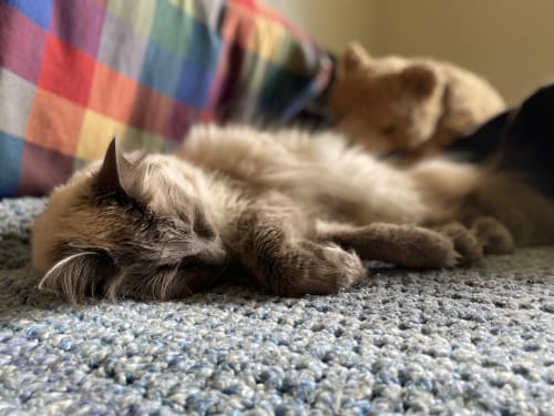 Min katt