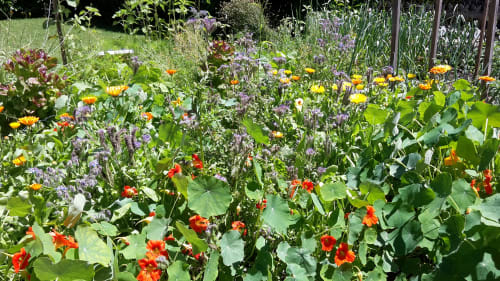 My Interests (part #2): Gardening