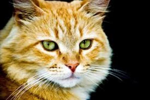 Pip's avatar'