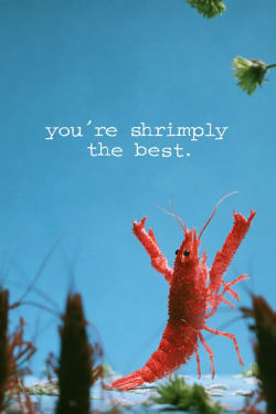 Targeta de Targeta d'agraïment You're Shrimply The Best