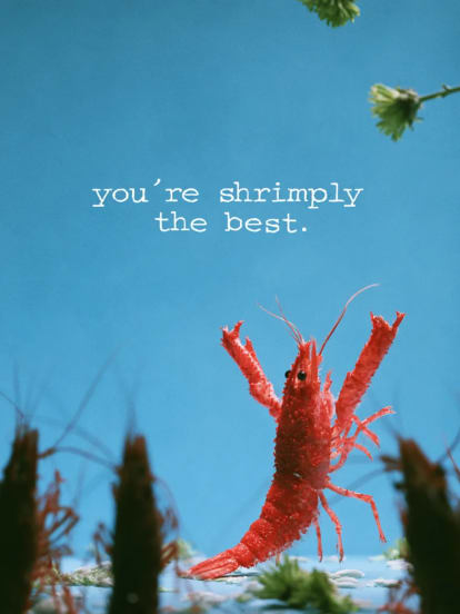 Ets Shrimply The Best Targeta d'agraïment – disseny de la portada de la targeta