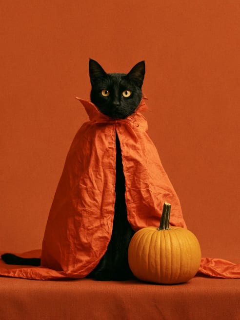 Halloween Card with Cape Cat