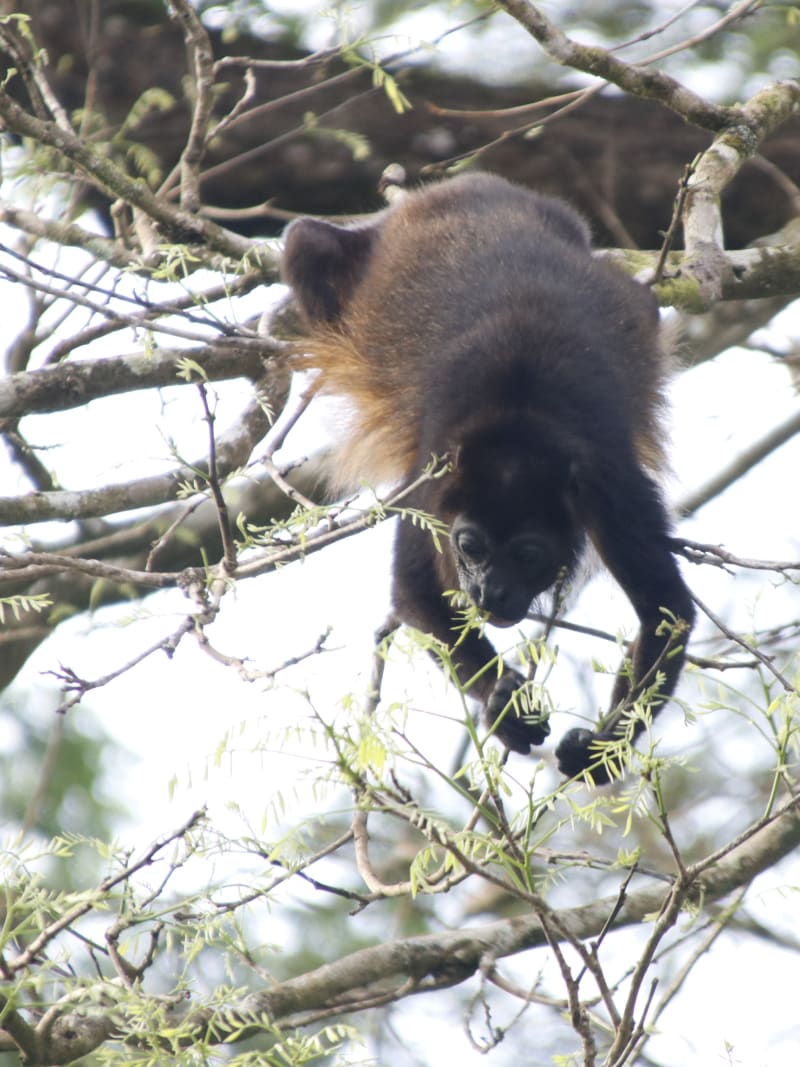 Mono congo bajando entre las ramas de un árbol sobre los jardines de Villas Cabuya