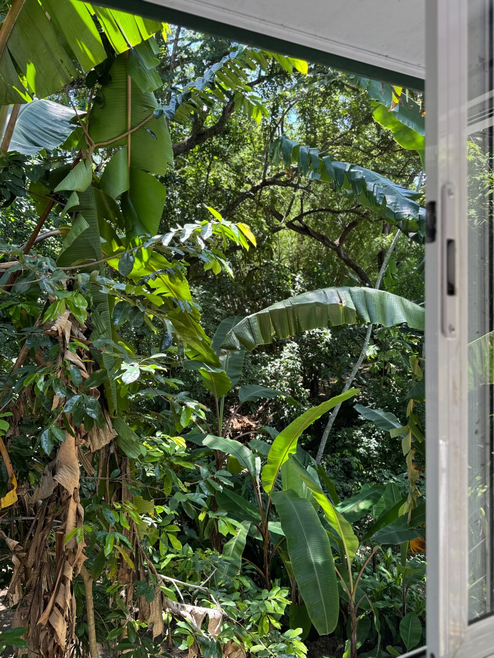 Villa Jungle