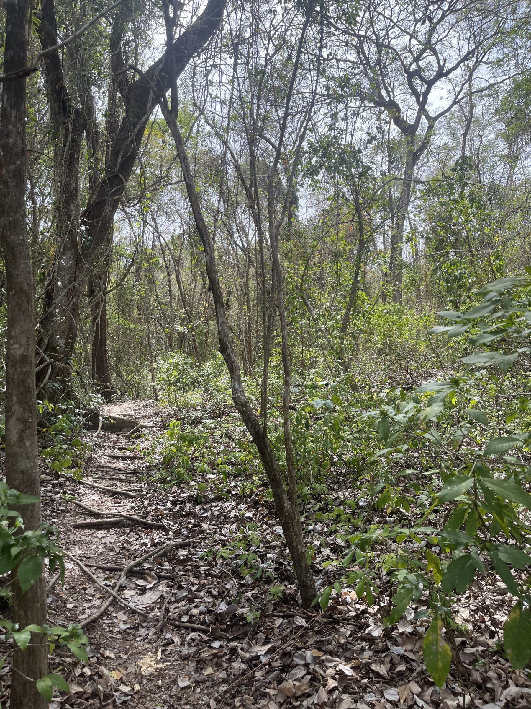 A dirt trail between tall trees and leaf litter inside the Cabo Blanco Reserve