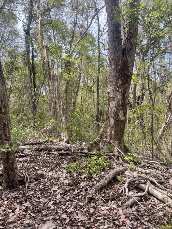 Dry forest in Cabo Blanco with exposed roots and a floor covered in fallen leaves