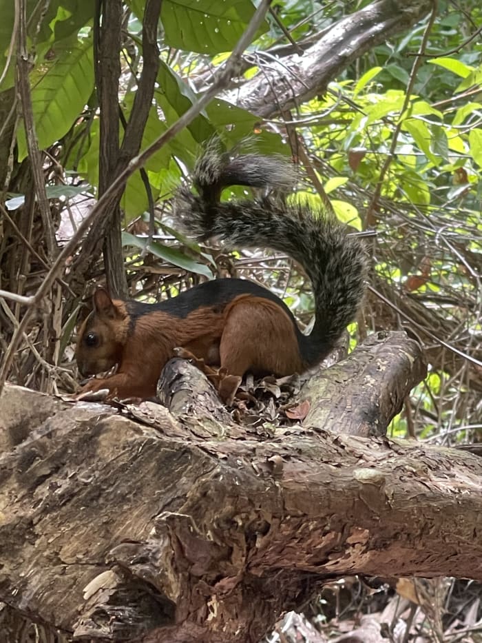 A red squirrel with a bushy tail on a fallen log in the Cabo Blanco Reserve