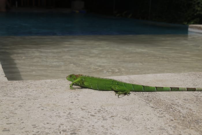Iguana verde tomando el sol en el borde de la piscina de Villas Cabuya
