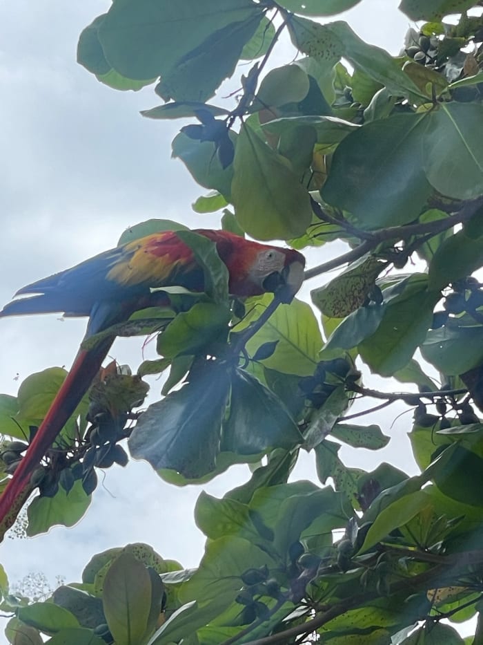 Lapa roja comiendo fruta entre las hojas verdes de un almendro de playa