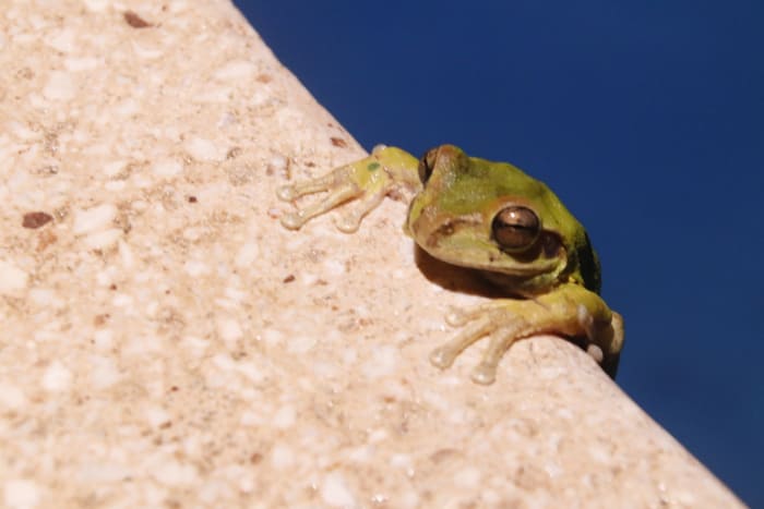 Rana arborícola verde asomada en el borde de la piscina, con el agua azul detrás